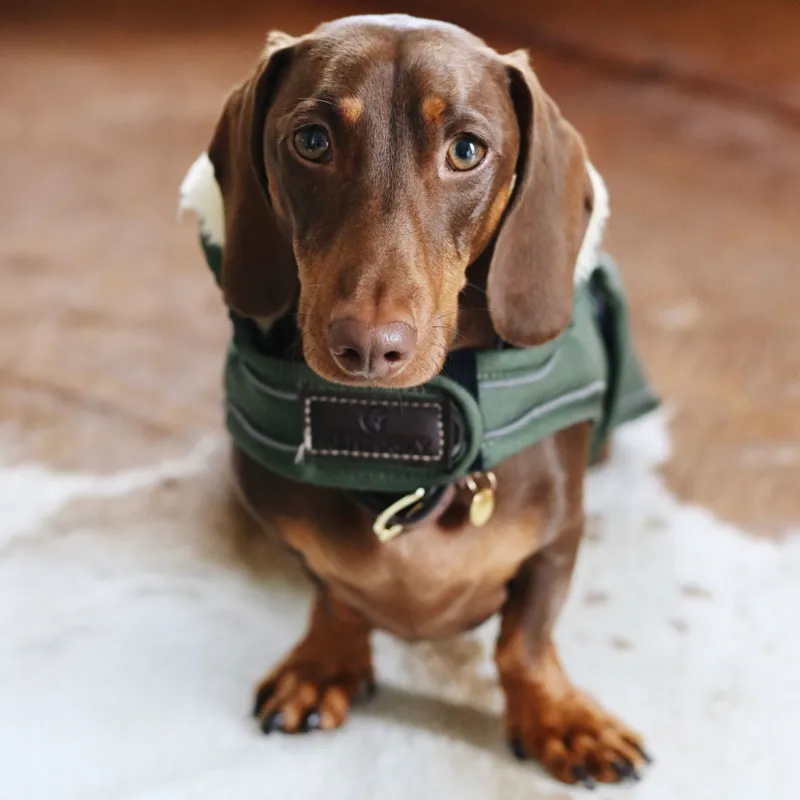 Kentucky Waterproof 300g Dog Coat - Olive