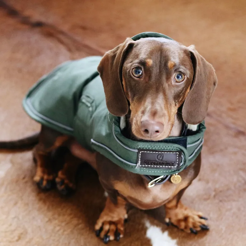 Kentucky Waterproof 300g Dog Coat - Olive