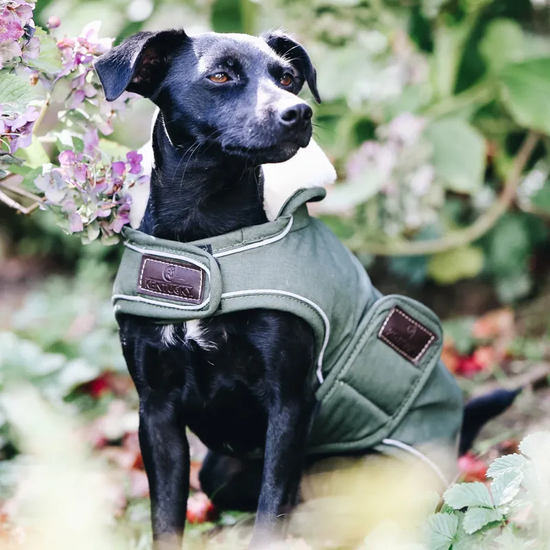 Kentucky Waterproof 300g Dog Coat - Olive