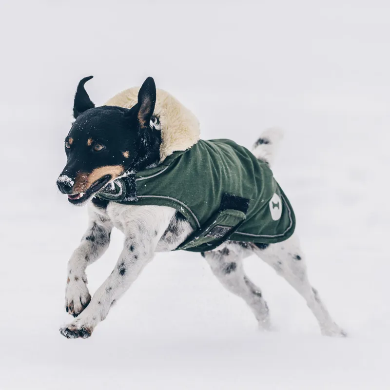 Kentucky Waterproof 300g Dog Coat - Olive